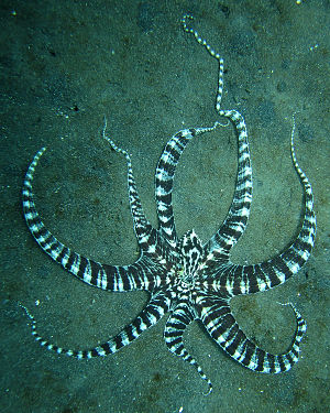 Mimic Octopus 2.jpg