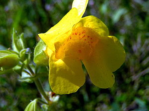 Gelbe Gauklerblume (Mimulus guttatus)