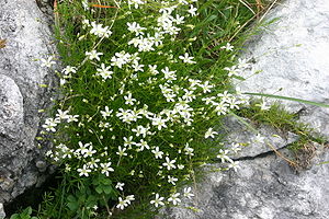 Österreichische Miere (Minuartia austriaca)