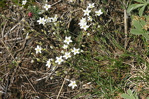 Minuartia glaucina (Hügel-Miere) IMG 9221.JPG