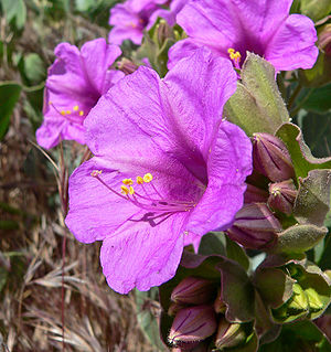 Vielblütige Wunderblume (Mirabilis multiflora)
