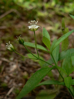 Großblättrige Nabelmiere (Moehringia macrophylla)