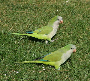 Monk parakeets in a Brussels park.jpg