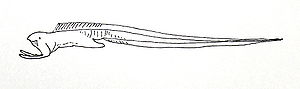 Monognathus sp.