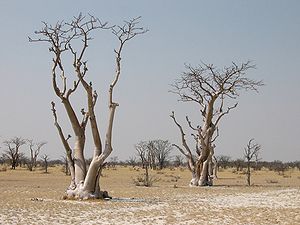 Moringa ovalifolia in Namibia