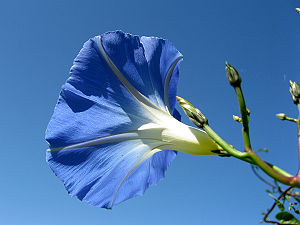 Ipomoea tricolor