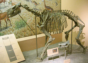 Skelett von Moropus im National Museum of Natural History in Washington, D.C.