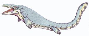 Mosasaurus beaugei aus dem späten Campanium und dem frühen Maastrichtium von Marokko in einer Lebendrekonstruktion.