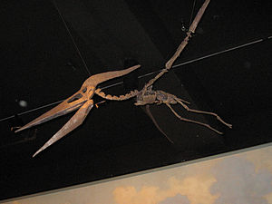 Fossil von Pteranodon
