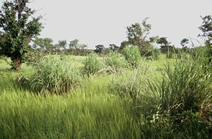 Andropogon gayanus-Horste in einer Savanne bei Pama, Burkina Faso