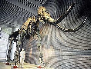 Skelett von Mammuthus sungari
