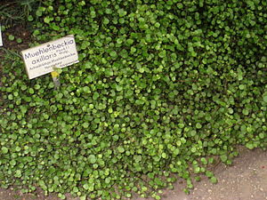 Schwarzfrüchtiger Drahtstrauch (Muehlenbeckia axillaris)