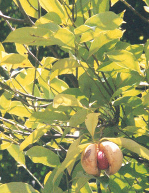 Muskatnussbaum (Myristica fragrans)  mit aufgesprungener Frucht.