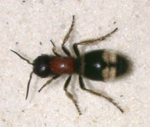 Weibchen von Mutilla marginata