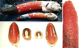Vornehme Hundsrute (Mutinus elegans)