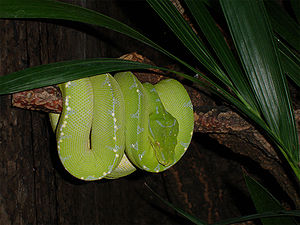 Grüner Baumpython (Morelia viridis)