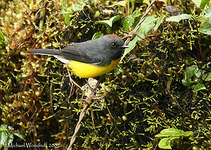Larven-Waldsänger (Myioborus miniatus) in Ecuador