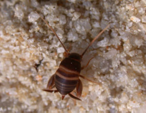 Ein typischer Vertreter ist die mitteleuropäische Ameisengrille Myrmecophilus acervorum, Weibchen