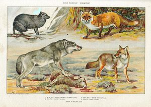 Polarfuchs (Alopex lagopus) Rotfuchs (Vulpes vulpes) Mackenzie-Wolf (Canis lupus occidentalis) Kojote (Canis latrans)