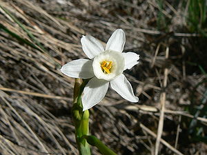 Nadala Menuda (Narcissus Dubius) 05.JPG