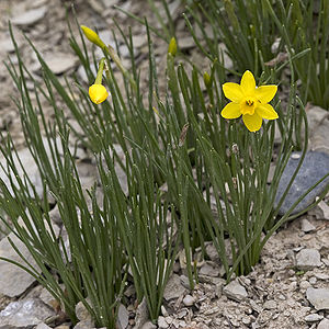 Narcissus assoanus, gelegentlich auch noch als N. juncifolius oder N. requienii bezeichnet