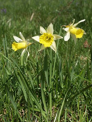 Gelbe Narzisse (Narcissus pseudonarcissus)