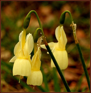 Engelstränen-Narzisse (Narcissus triandrus)