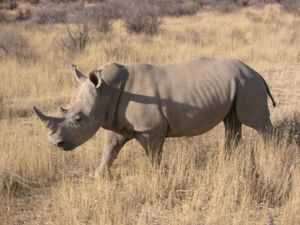 Breitmaulnashorn in Namibia