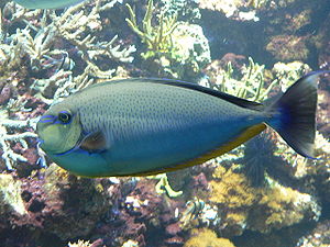 Masken-Nasendoktorfisch (Naso vlamingii)