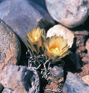 Navajoa peeblesiana Exemplar in Blüte in Arizona