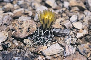 Navajoa peeblesiana subsp. fickeiseniorum. Exemplar in Blüte in Arizona