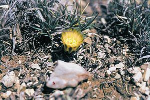 Navajoa peeblesiana subsp. menzelii Exemplar in Blüte in Arizona