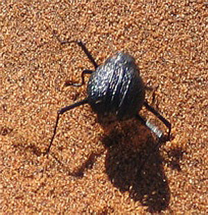 Nebeltrinker-Käfer (Onymacris unguicularis)