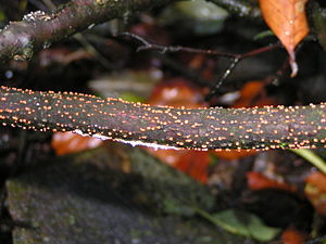 Rot-Pustelpilz (Nectria cinnabarina)