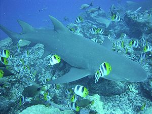 Sichelflossen-Zitronenhai, umgeben von Pazifischen Doppelsattel-Falterfischen (Chaetodon ulietensis)