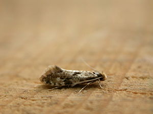 Nemapogon cloacella.jpg