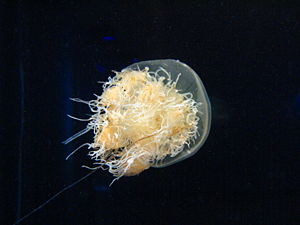 Nemopilema nomurai im Kaiyūkan-Aquarium von Ōsaka