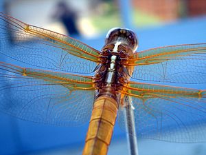 Neon Skimmer Libellula croceipennis 2007-08-13.jpg