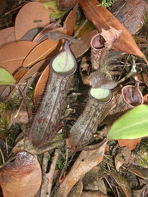 Nepenthes adnata, Bodenkannen