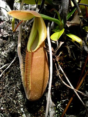 kürzlich geöffnete Kanne von Nepenthes bongso