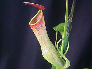 Nepenthes khasiana, Luftkanne