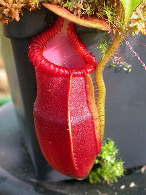 Nepenthes macrophylla, Bodenkanne