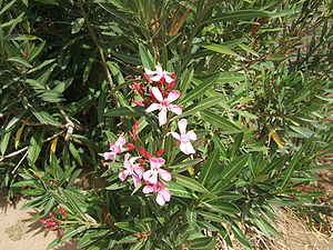 Oleander (Nerium oleander)