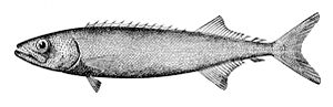 Ölfisch, Zeichnung aus Oceanic Ichthyology von G. Brown Goode und Tarleton H. Bean (1896).