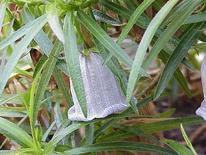 Nesocodon mauritianus2.jpg