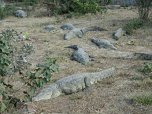 Nilkrokodile (Crocodylus niloticus)
