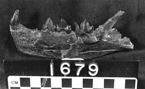 Unterkiefer von Nimravus brachyops im Museum of Paleontology der University of California.