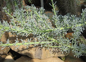 Nolana crassulifolia 01.jpg