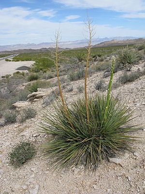 Mit Blütenstand in Nevada