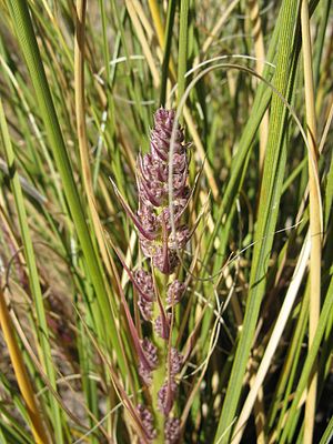 Nolina cespitifera mit Blütenstand